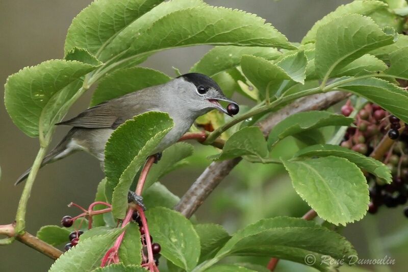 Eurasian Blackcap male, identification