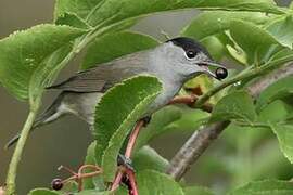 Eurasian Blackcap