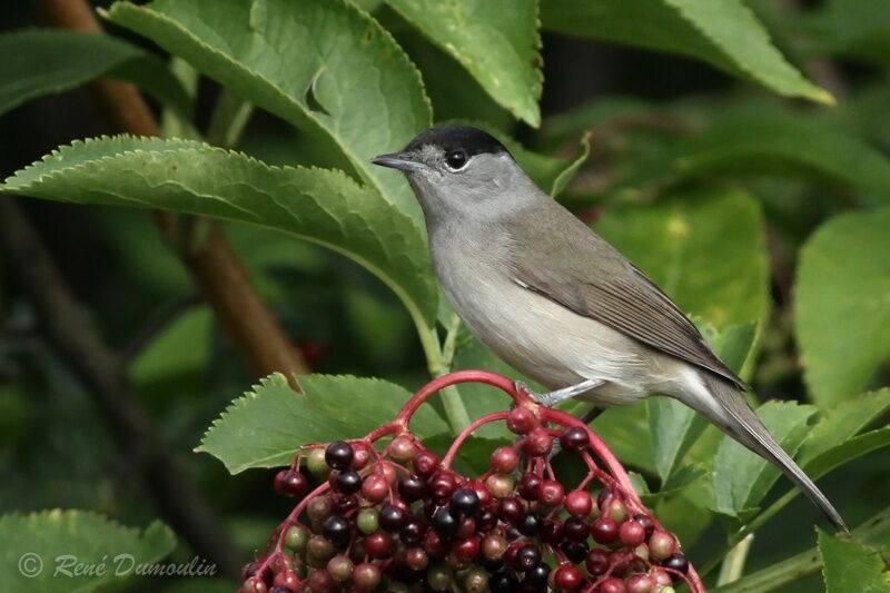 Fauvette à tête noire mâle, identification