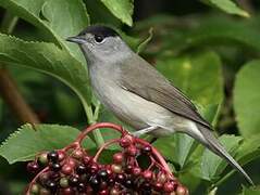 Eurasian Blackcap