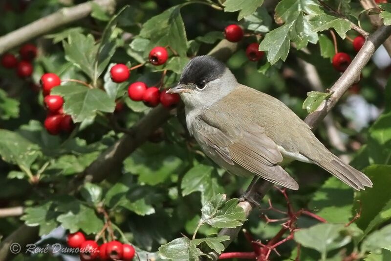 Eurasian Blackcap male, identification