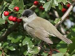 Eurasian Blackcap