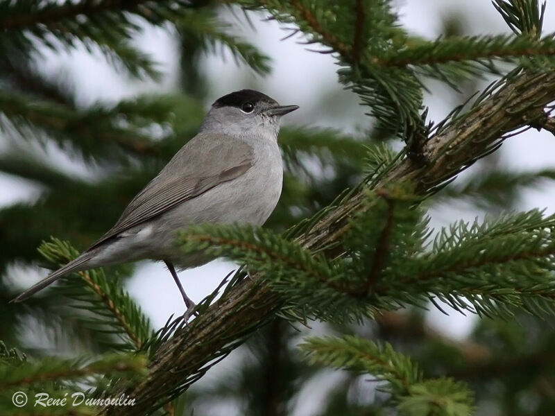 Eurasian Blackcap female adult, identification