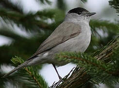 Eurasian Blackcap