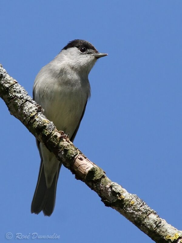 Eurasian Blackcap male adult breeding, identification