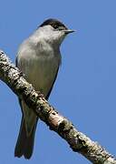 Eurasian Blackcap