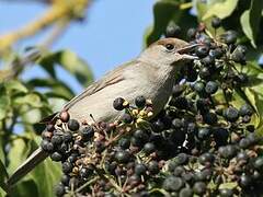 Eurasian Blackcap