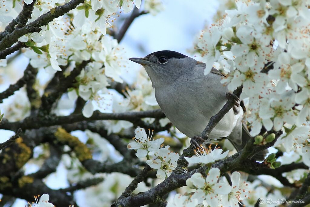 Eurasian Blackcap male adult breeding, identification