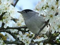 Eurasian Blackcap