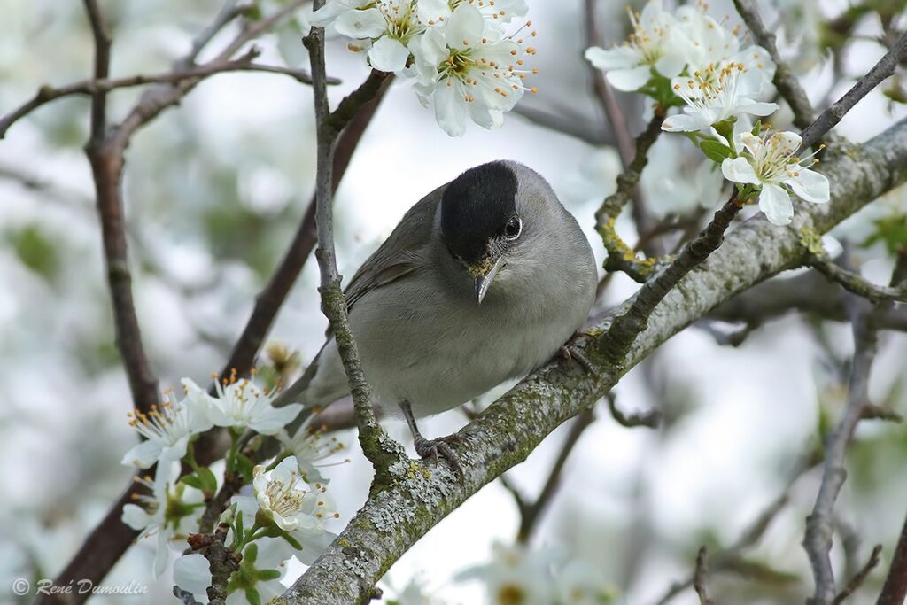 Eurasian Blackcap male adult breeding, identification, feeding habits