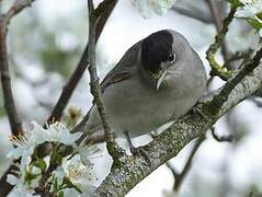 Eurasian Blackcap