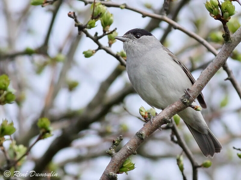 Eurasian Blackcap male adult, identification