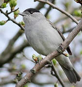 Eurasian Blackcap