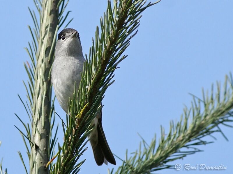 Eurasian Blackcap male adult, identification