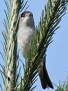 Eurasian Blackcap