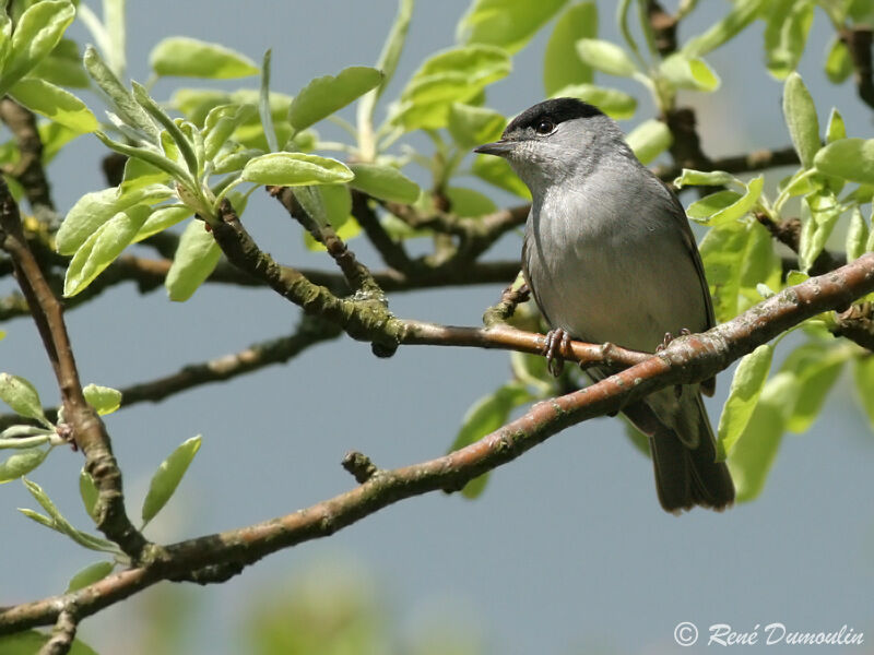 Eurasian Blackcap male adult