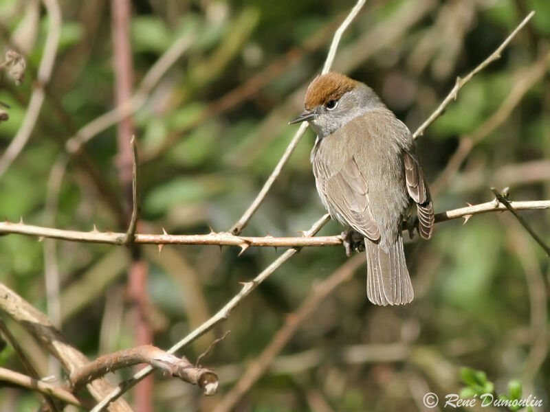 Eurasian Blackcap female adult, identification