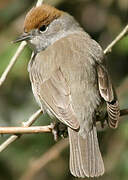 Eurasian Blackcap