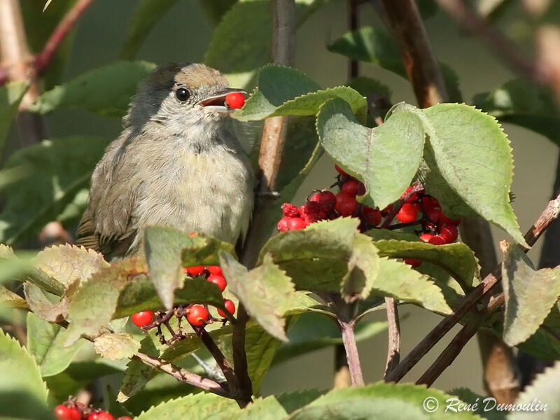 Eurasian Blackcap, feeding habits