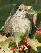 Eurasian Blackcap