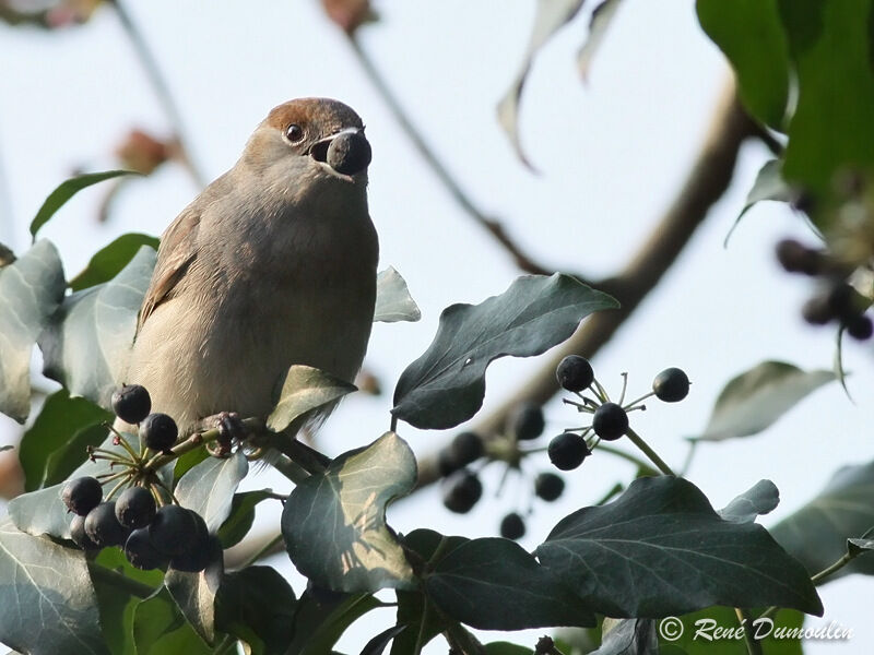 Eurasian Blackcap female adult, feeding habits