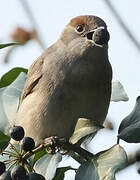 Eurasian Blackcap