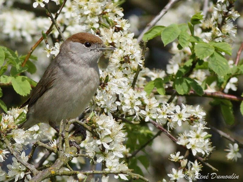 Fauvette à tête noire femelle adulte, identification