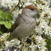 Eurasian Blackcap