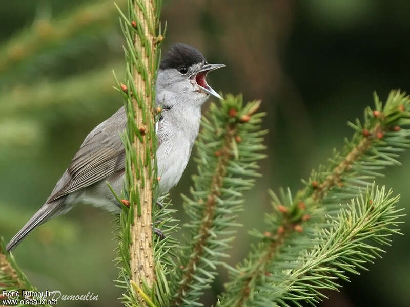 Eurasian Blackcap male adult breeding, pigmentation, song