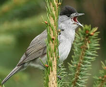 Eurasian Blackcap