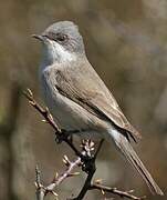 Lesser Whitethroat