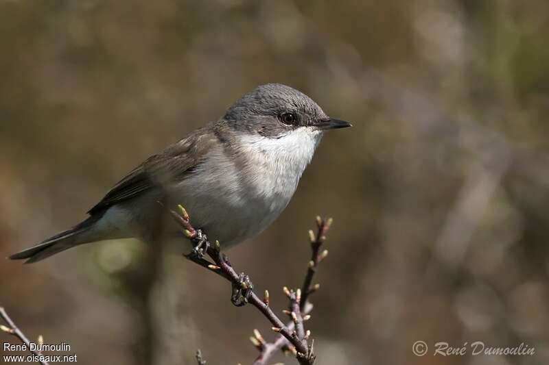 Lesser Whitethroat male adult, identification