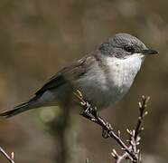 Lesser Whitethroat