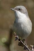 Lesser Whitethroat