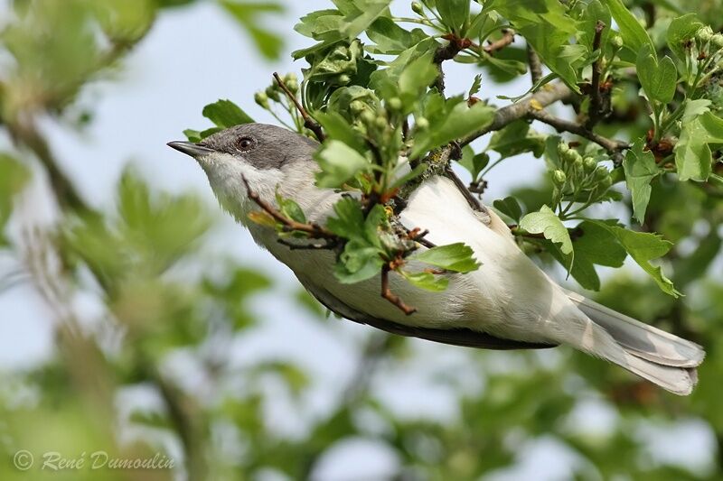 Lesser Whitethroat male adult, identification