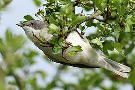 Lesser Whitethroat