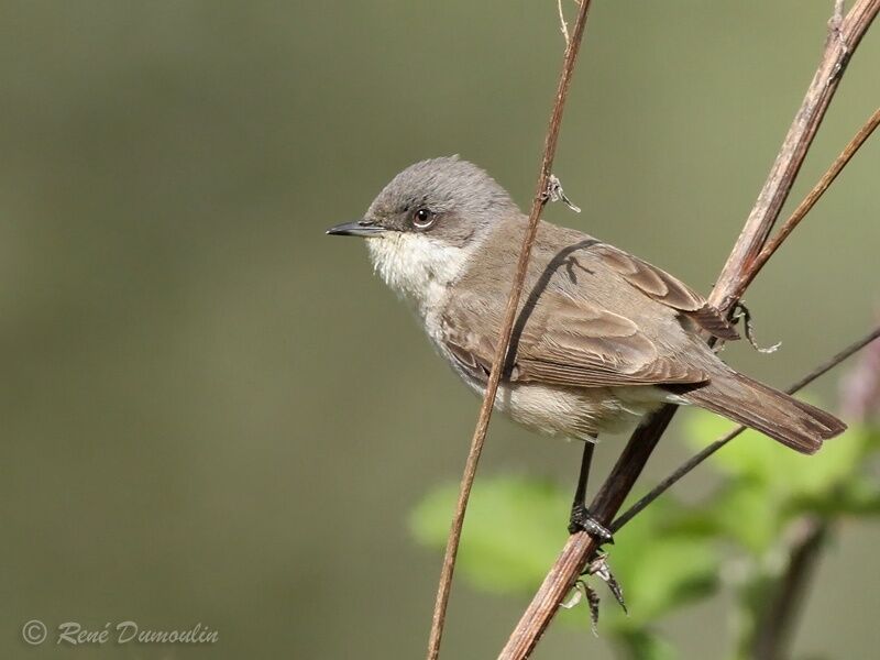 Lesser Whitethroat male adult, identification
