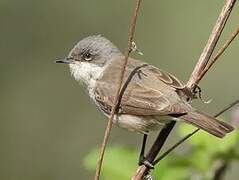 Lesser Whitethroat