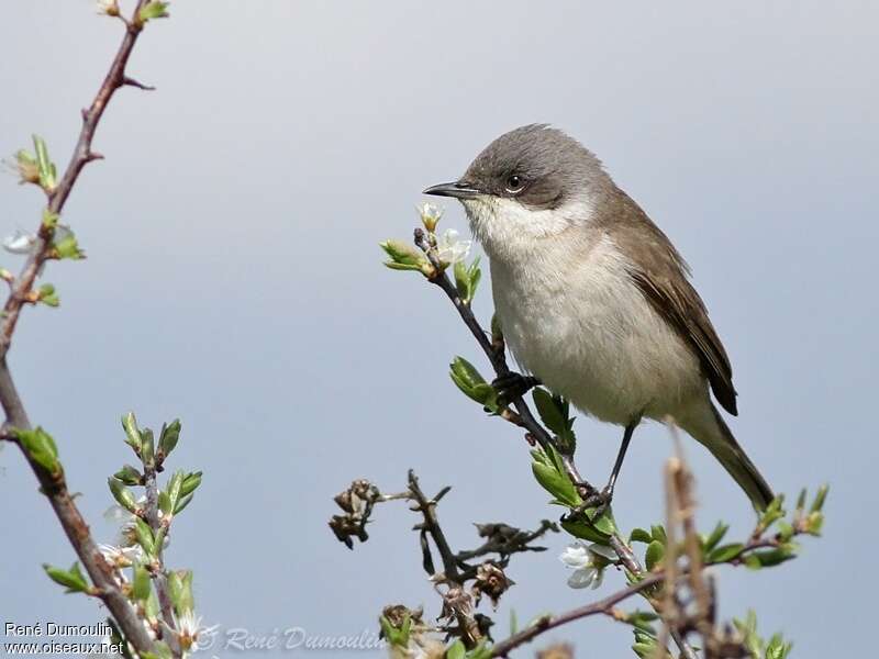 Lesser Whitethroat male adult, identification