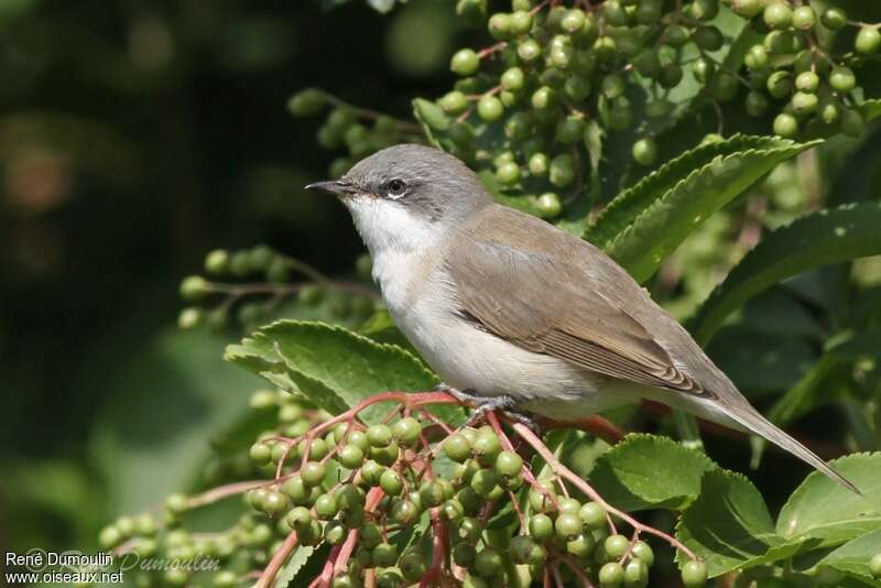 Lesser Whitethroatadult breeding, identification