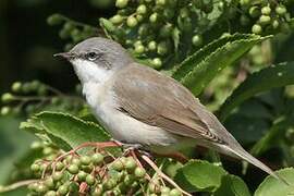 Lesser Whitethroat