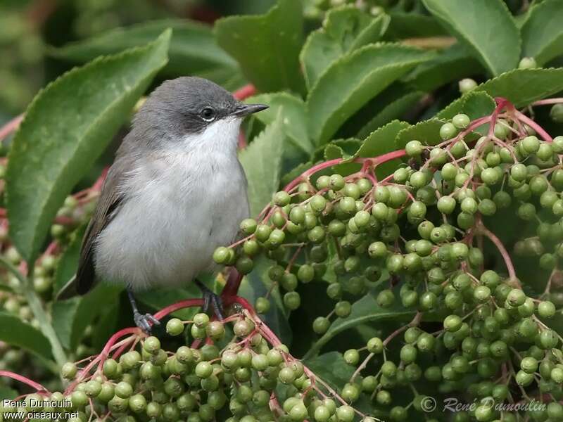 Lesser Whitethroatadult transition, identification