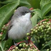 Lesser Whitethroat