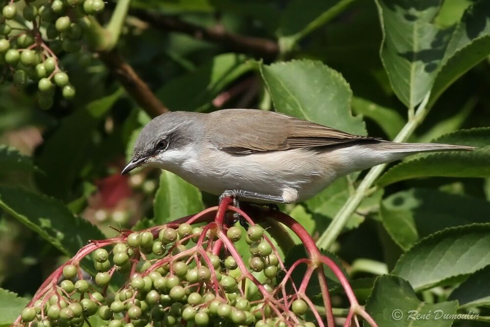 Fauvette babillardeadulte, identification, régime