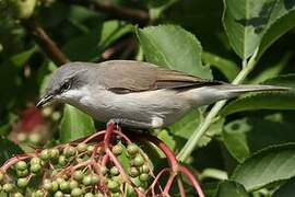 Lesser Whitethroat