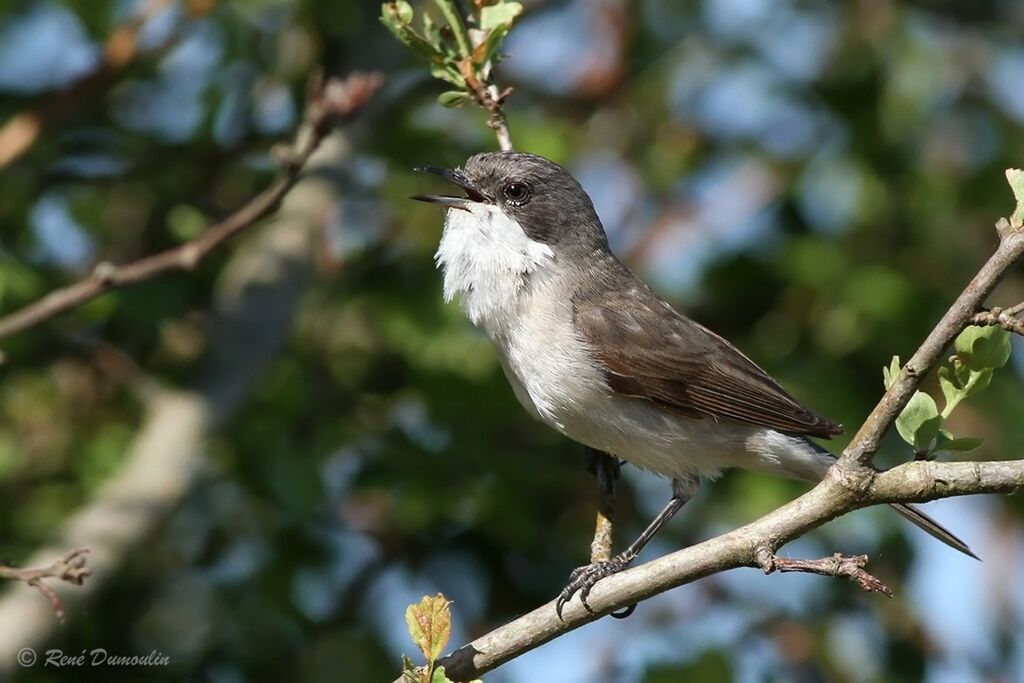 Lesser Whitethroat male adult breeding, song