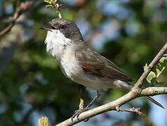 Lesser Whitethroat