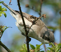 Lesser Whitethroat