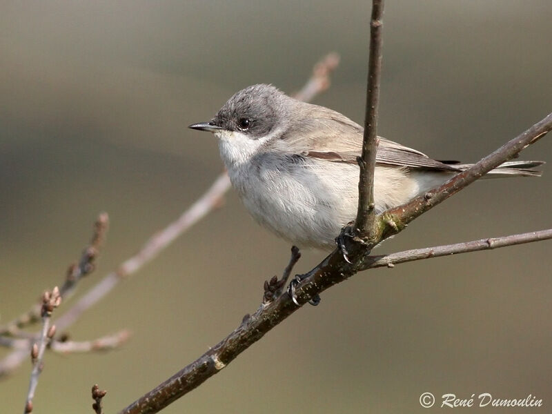 Lesser Whitethroat male adult, identification