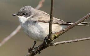 Lesser Whitethroat